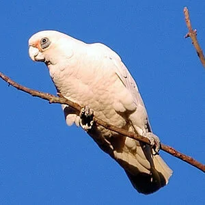 littlecorella